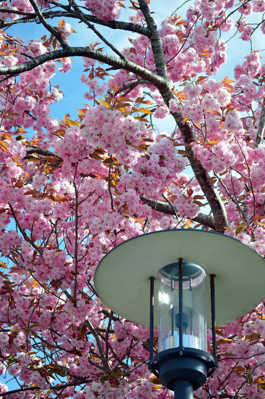 lantern, way light, lamp, cherry blossoms, japanese cherry, sakura, blossom, bloom, spring, cherry tree, nature, pink flowers, east asian cherry, japanese cherry flowers, japanese cherry blossoms, ornamental cherry, oriental cherry, honeysuckle, blooms, rose family rosaceae, blooming branches, flowering branches, bloom, flower, japanese cherry blossom
